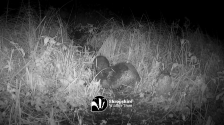 camera trap screenshot of an adult beaver and a beaver kit