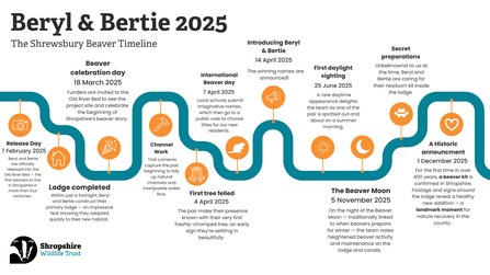 Timeline of Old River Bed beavers first year in their new home