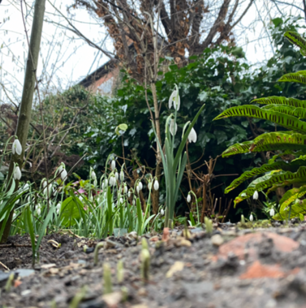 Snowdrops