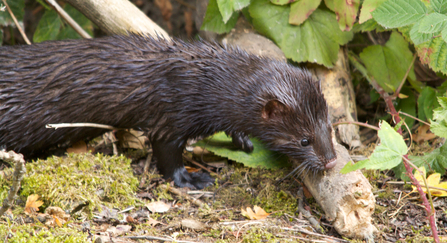 American mink