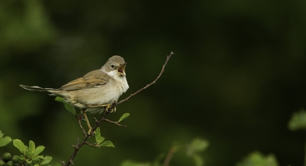 Whitethroat