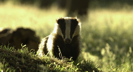 Badger