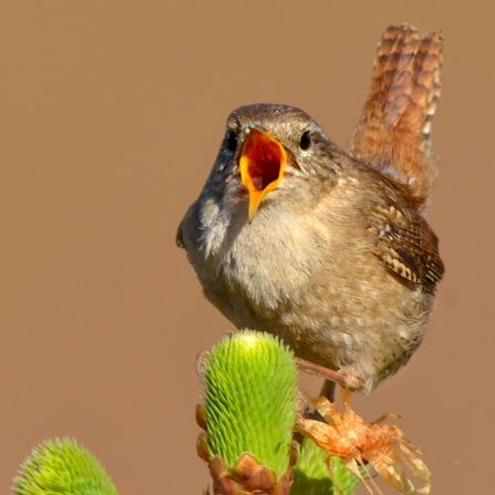 Singing Wren