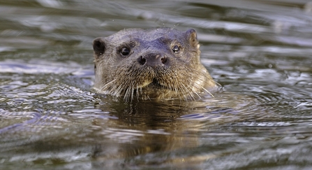 Otter