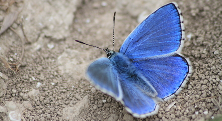 Adonis blue - Tom Hibbert