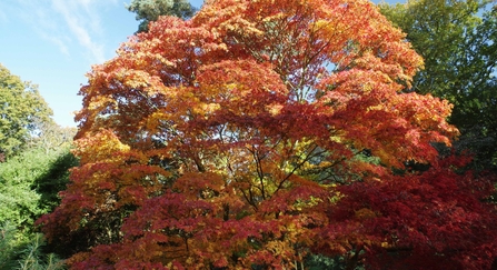 Japansese Maple