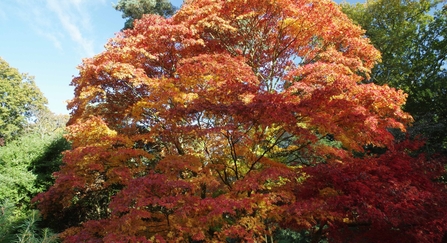 Japansese Maple