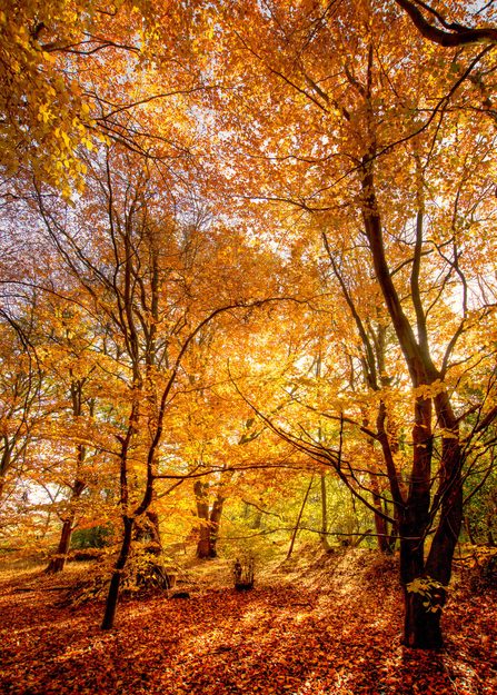 Beech trees in autumn