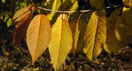 Leaves in autumn