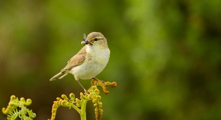 Willow Warbler