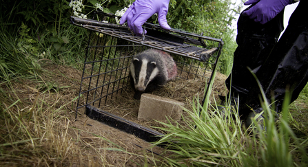 Badger vaccination