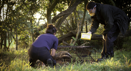 Badger Vaccination