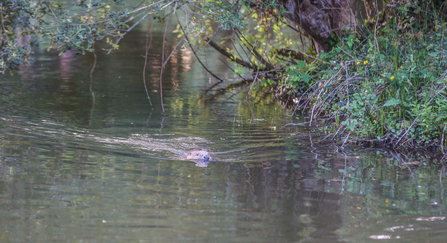 Beaver