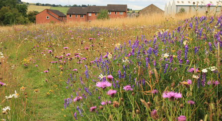 Wildflower meadow