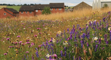 Wildflower meadow