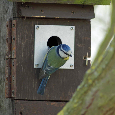 Blur tit nesting