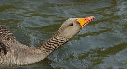 Greylag goose