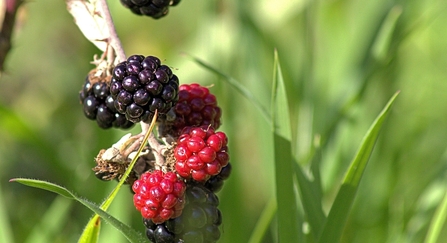 Blackberries