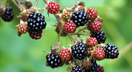 Blackberries