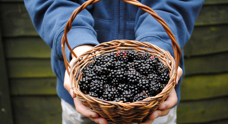 Blackberry picking