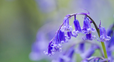 Native bluebell