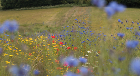 Wildflowers