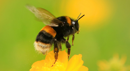 Buff-tailed bumblebee