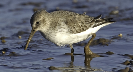 Dunlin