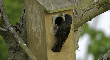Starling nest box