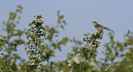 Common whitethroat