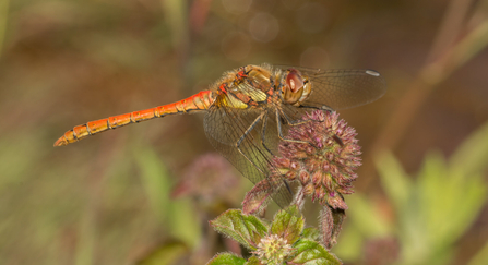 Common darter dragonfly