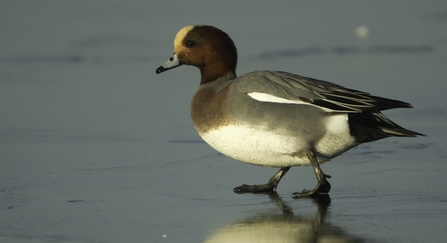 Wigeon