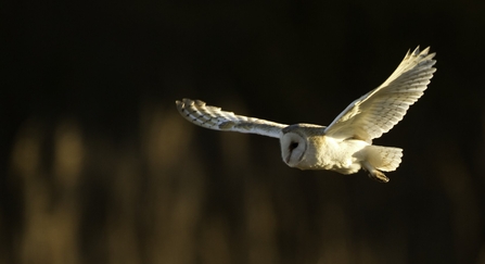 Barn owl