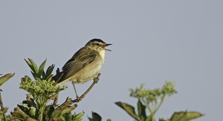 Sedge warbler