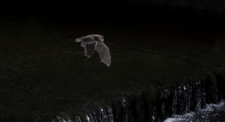 Daubenton's bat