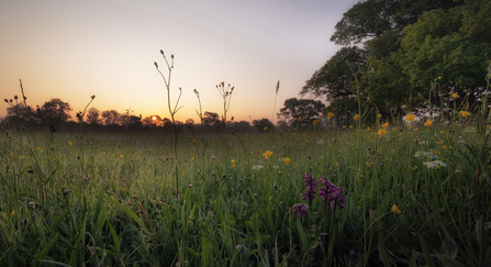 Meadow