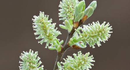 Pussy willow catkin