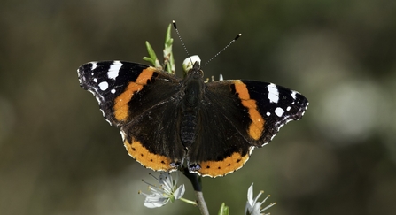 Red admiral