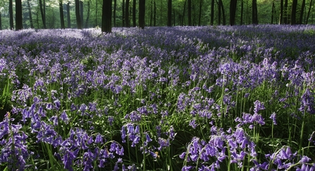 Bluebell wood