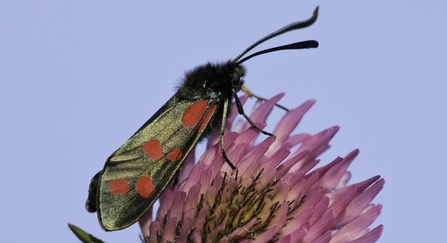 Six-spot burnet
