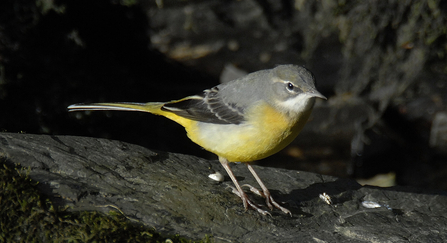 Grey wagtail