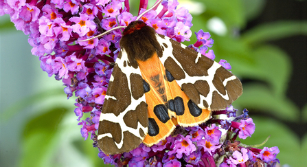 Garden tiger moth