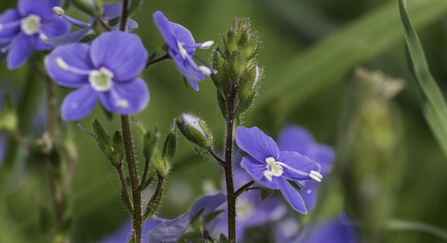 Germander speedwell