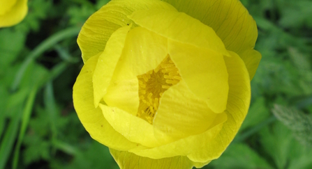 Globeflower