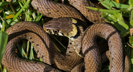 Grass snake