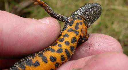 Great crested newt