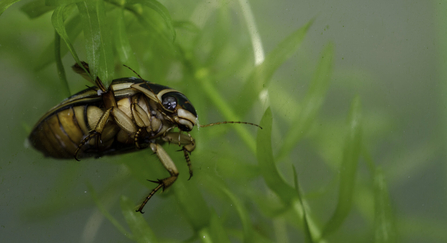 Great diving beetle
