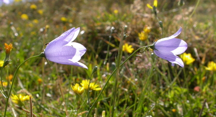 Harebell