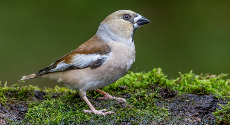 Hawfinch