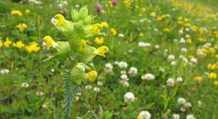 Yellow rattle